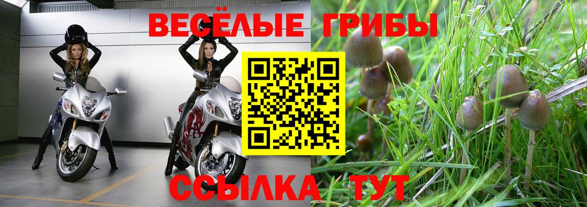 как найти наркотики  Вход с VPN  Псилоцибиновые грибы ЛСД  Ленинск-Кузнецкий  Галлюциногенные грибы MAGIC MUSHROOMS 